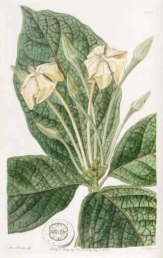 Sydenham Edwards - Clothleaved Gardenia.webp