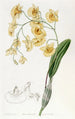 Dendrobium klusterissa - Sydenham Edwards — näkymä teoksesta