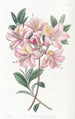 Azalea Highclere kuparinen - Sydenham Edwards — näkymä teoksesta