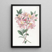 Azalea Highclere kuparinen - Sydenham Edwards — kehystetty taideteos seinällä
