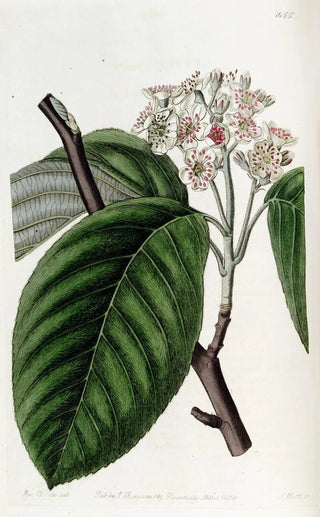 Sydenham Edwards - Crenated BeamTree.webp