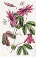 Passiflore cramoisie - Sydenham Edwards — näkymä teoksesta