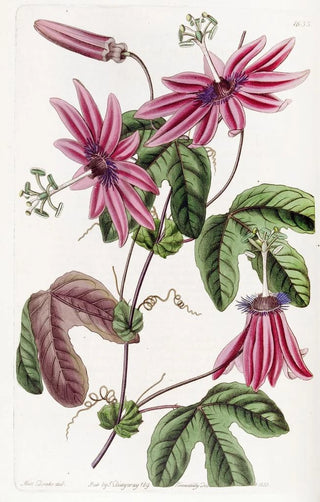 Sydenham Edwards - Crimson Passionflower.webp