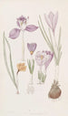 Crocus - Sydenham Edwards — näkymä teoksesta