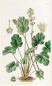Heuchera putkimainen - Sydenham Edwards — näkymä teoksesta
