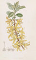 Forsythia tummanvihreä - Sydenham Edwards — näkymä teoksesta