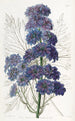 Delphinium Barlowii - Sydenham Edwards — näkymä teoksesta