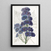 Delphinium Barlowii - Sydenham Edwards — kehystetty taideteos seinällä