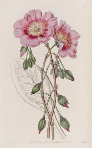 Sydenham Edwards - Discoloured Calandrinia.webp