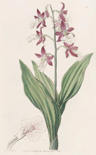 Sydenham Edwards - Discoloured Fairbloom.webp