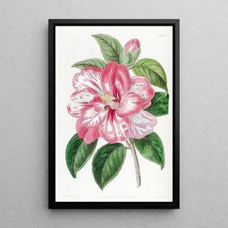 Sydenham Edwards - Donckelaers Japan Camellia.webp