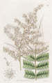 Dr. Lindley'n spiraea - Sydenham Edwards — näkymä teoksesta