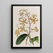 Dendrobium kalpea - Sydenham Edwards — kehystetty taideteos seinällä