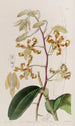 Dendrobium kalpea - Sydenham Edwards — näkymä teoksesta