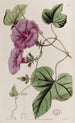 Ipomoea viikunalehdet - Sydenham Edwards — näkymä teoksesta