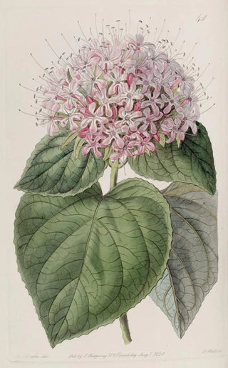 Sydenham Edwards - Fragrant Clerodendron.webp