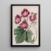 Martynie tuoksuva - Sydenham Edwards — kehystetty taideteos seinällä