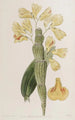Dendrobium uurrettu - Sydenham Edwards — näkymä teoksesta