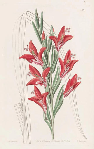 Sydenham Edwards - Garden Variety.webp