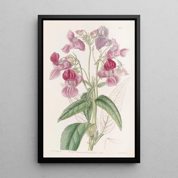 Sydenham Edwards - Glandular Balsam.webp