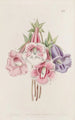 Gloxinia kaunis - Sydenham Edwards — näkymä teoksesta