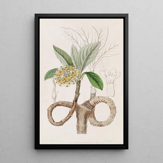 Sydenham Edwards - Golden Edgworthia.webp