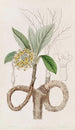 Edgeworthia kultainen - Sydenham Edwards — näkymä teoksesta