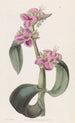 Tradescantia pisaraisilla nivelillä - Sydenham Edwards — näkymä teoksesta