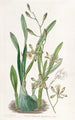 Epidendrum viehättävä - Sydenham Edwards — näkymä teoksesta