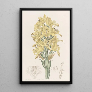 Sydenham Edwards - Greenveined Chloraea.webp