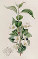 Syringa veluinen - Sydenham Edwards — näkymä teoksesta