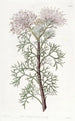 Isopogon elegantti - Sydenham Edwards — näkymä teoksesta
