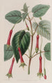 Fuchsia sydämenmuotoisilla lehdillä - Sydenham Edwards — näkymä teoksesta