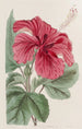 Hibiscus cameronifulgens - Sydenham Edwards — näkymä teoksesta