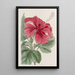 Hibiscus cameronifulgens - Sydenham Edwards — kehystetty taideteos seinällä
