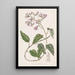 Solanum kiertelevillä terälehdillä - Sydenham Edwards — kehystetty taideteos seinällä