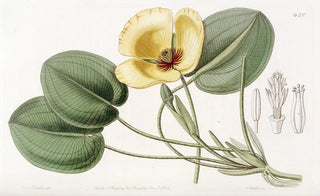 Sydenham Edwards - Humboldts Limnocharis.webp
