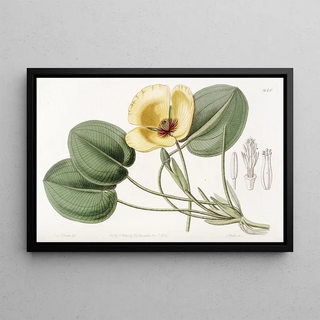 Sydenham Edwards - Humboldts Limnocharis.webp