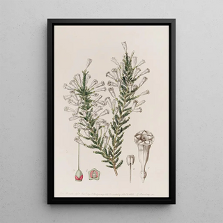 Sydenham Edwards - Imbricated Fabiana.webp