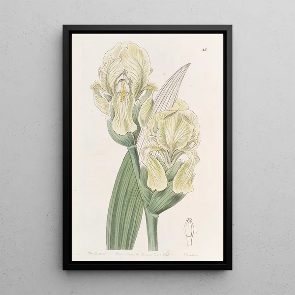 Sydenham Edwards - Imbricated Iris.webp