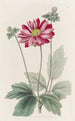 Japanilainen anemone - Sydenham Edwards — näkymä teoksesta