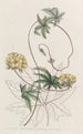 Stigmaphyllon Jatropha-lehdillä - Sydenham Edwards — näkymä teoksesta