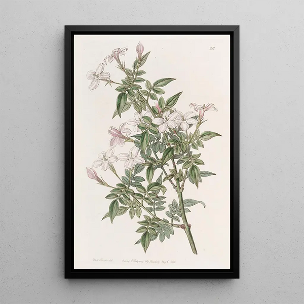 Sydenham Edwards - Kindred Jasmine.webp