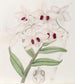 Lady Dalhousien Dendrobium-maalaus - Sydenham Edwards — näkymä teoksesta