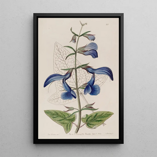 Sydenham Edwards - Large Blue Mexican Sage.webp