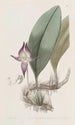 Bulbophyllum suurikukkaiset - Sydenham Edwards — näkymä teoksesta