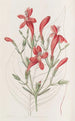 Ruellia suurilehdet - Sydenham Edwards — näkymä teoksesta