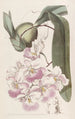 Odontoglossum sitruunan tuoksuinen - Sydenham Edwards — näkymä teoksesta
