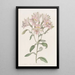 Alstroemeria raidallinen - Sydenham Edwards — kehystetty taideteos seinällä