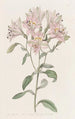 Alstroemeria raidallinen - Sydenham Edwards — näkymä teoksesta